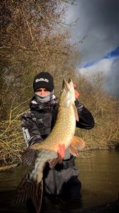 Northern Pike
