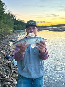 Walleye
