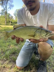 Largemouth Bass