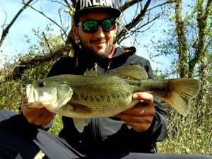 Largemouth Bass