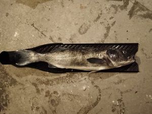European Bass (Seabass)