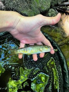 Brown Trout