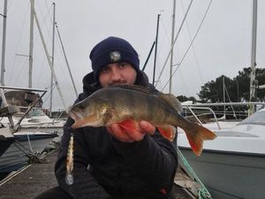 European Perch