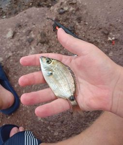 Annular Seabream