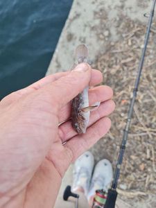 Round Goby