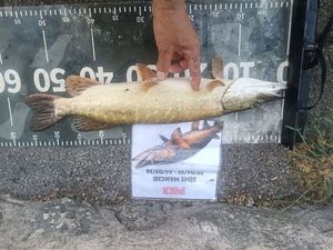 Northern Pike