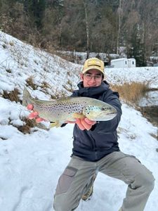 Brown Trout