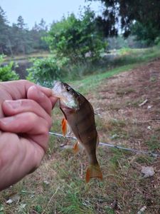 European Perch