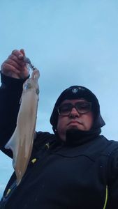 European Squid