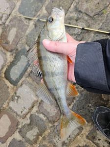 European Perch