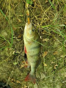 European Perch