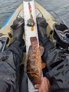 Ballan Wrasse
