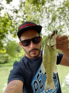 Largemouth Bass