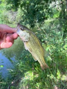 Largemouth Bass
