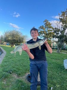 Northern Pike