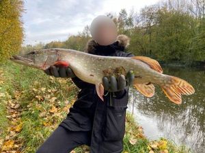 Northern Pike