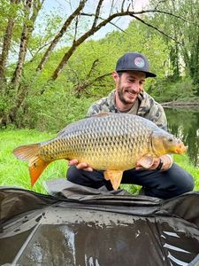 Common Carp