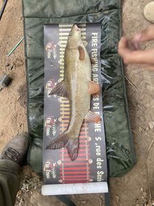 Barbel