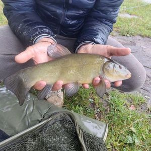 Tench
