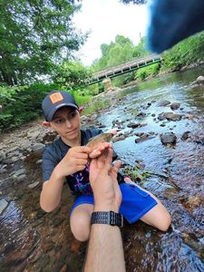 Brown Trout