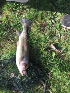 Rainbow Trout