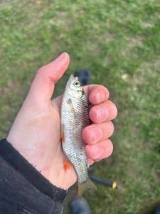 Roach