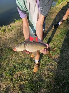 Leather Carp