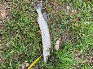 Northern Pike