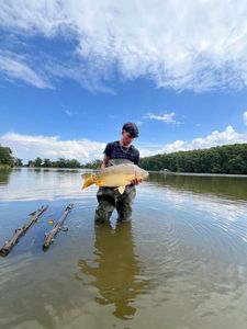 Mirror Carp
