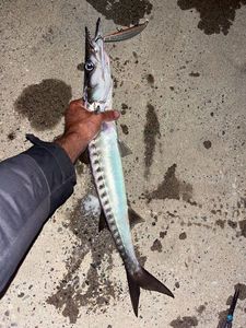Yellowmouth Barracuda