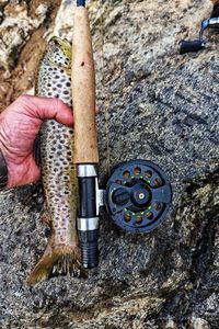 Brown Trout