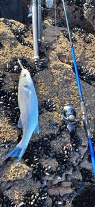European Bass (Seabass)