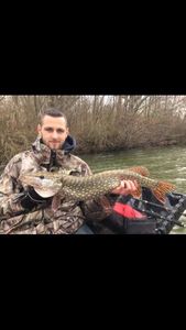 Northern Pike