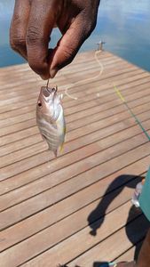 Axillary Seabream