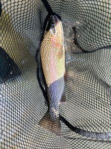 Rainbow Trout