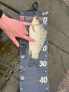Crucian Carp