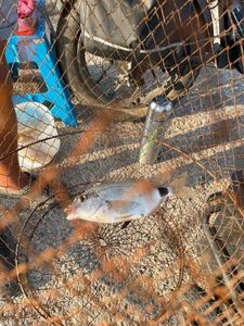 Saddled Seabream