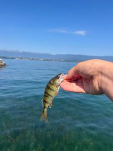 European Perch