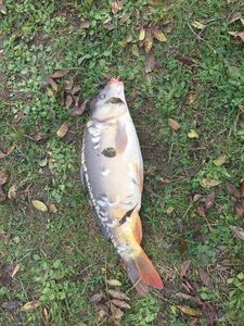 Mirror Carp