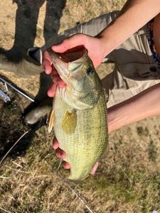 Largemouth Bass
