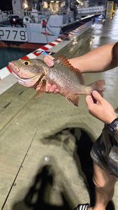Mangrove Red Snapper