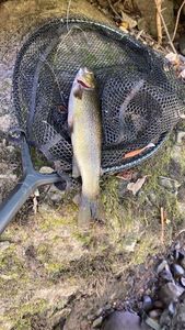 Brown Trout