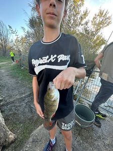European Perch