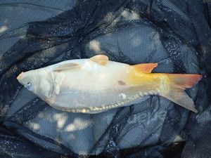 Mirror Carp