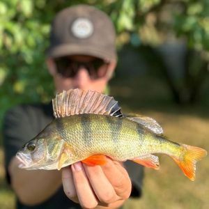 European Perch