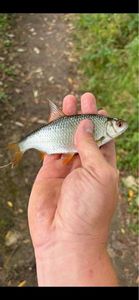 Roach