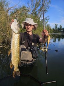Northern Pike