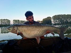 Grass Carp