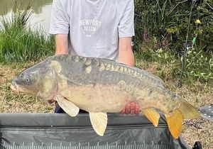 Mirror Carp