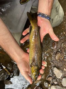 Brown Trout
